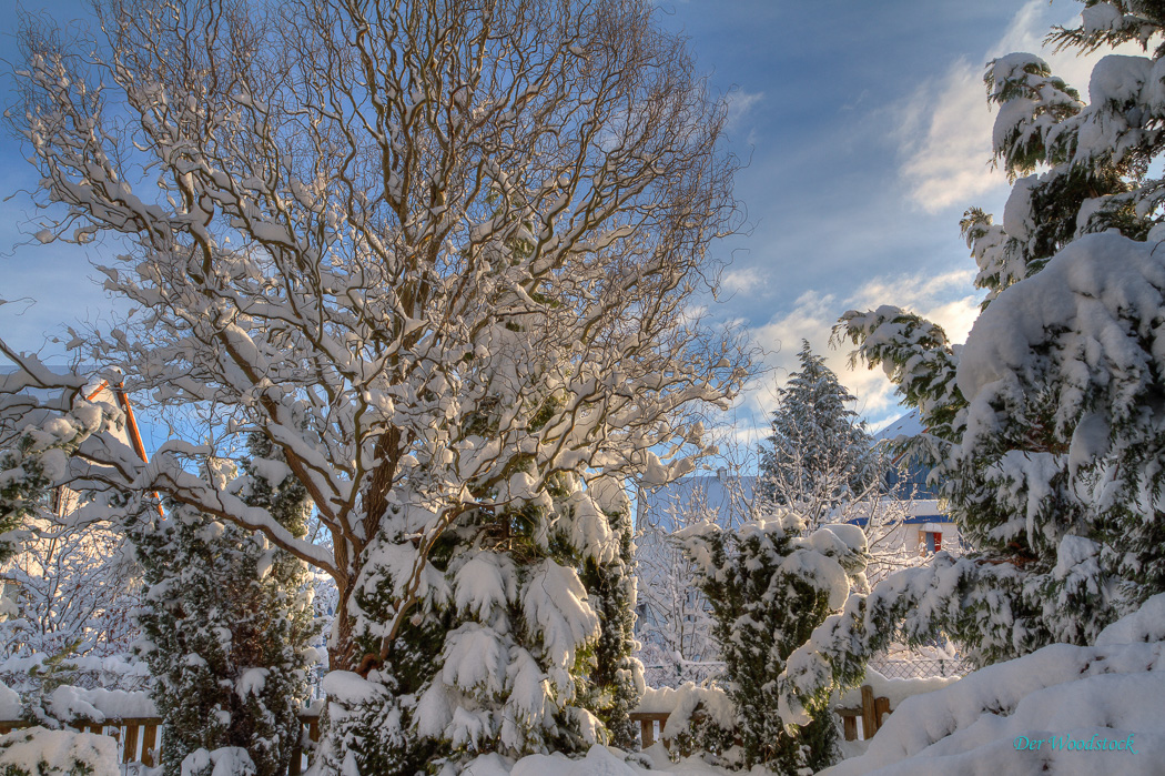 Winter in unserem Garten