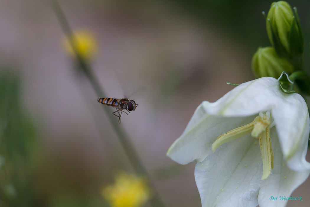 Besucher