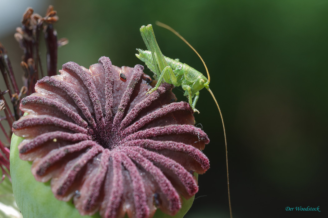 Grashopper