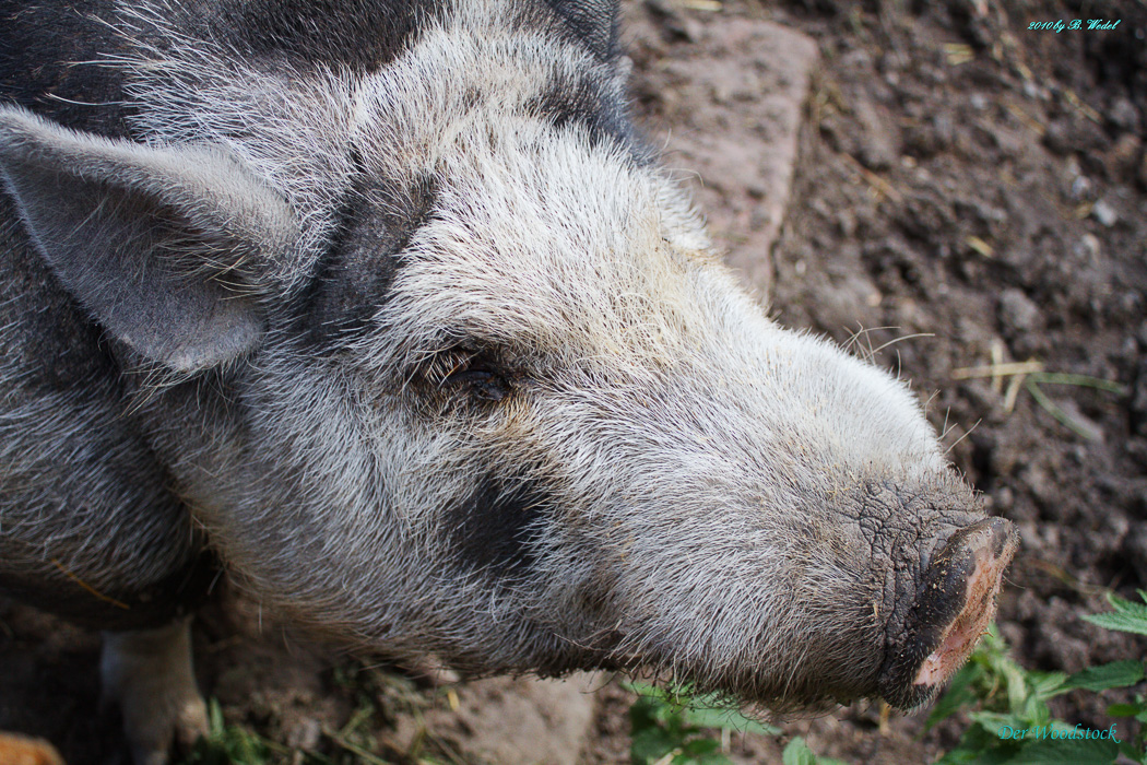 Albrecht-Dürer-Schwein