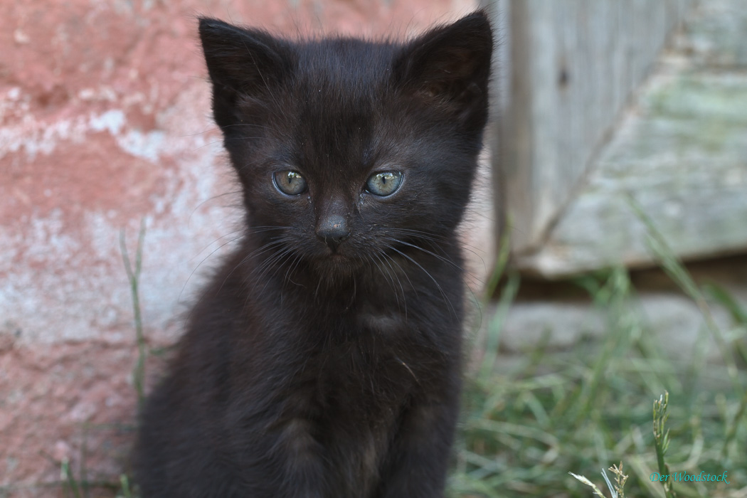 Miau. Vielen Dank, dass Sie bis hierher durchgehalten haben!